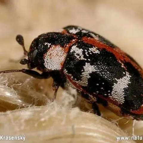 thumbnail for publication: Common Carpet Beetle Anthrenus scrophulariae (Linnaeus) (Insecta: Coleoptera: Dermestidae)